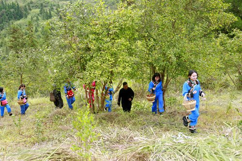 油茶又紅邊鎮(zhèn)夢 湖北有機(jī)山茶油
