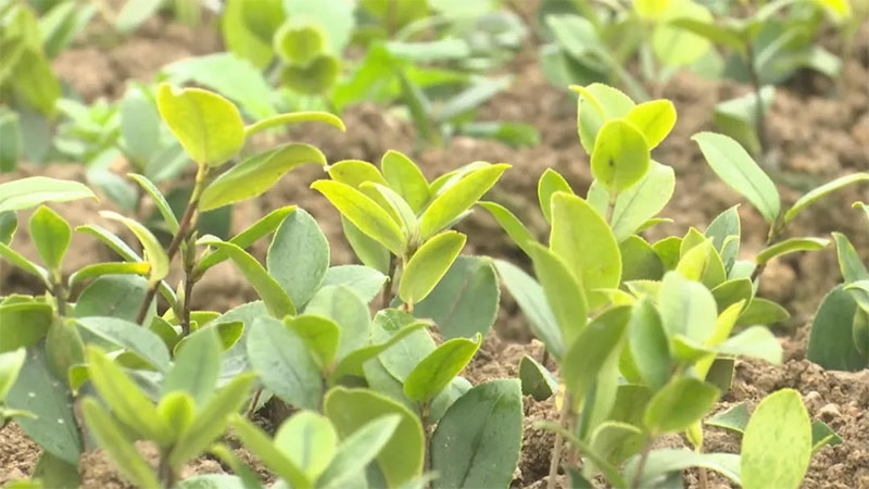 湖北恒貿(mào)茶油有限公司