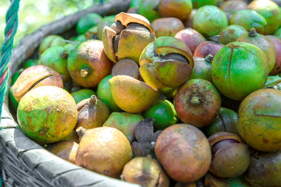 湖北山茶油廠家