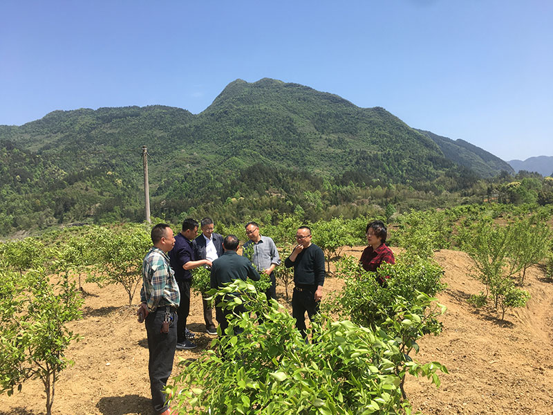 湖北有機(jī)山茶油 湖北有機(jī)山茶油